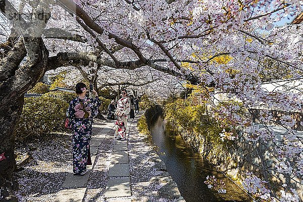 Fußweg entlang eines Kanals  Kirschblüten im Frühling  Philosophenweg oder Tetsugaku no michi  Kyoto  Japan  Asien