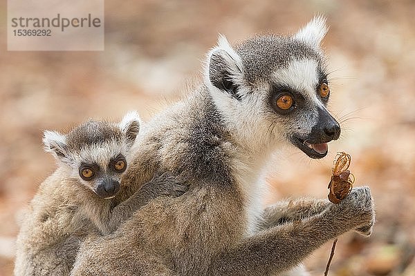 Ringschwanzlemur (Lemur catta) mit Jungtier auf dem Rücken  Berenty Private Reserve  Madagaskar  Afrika