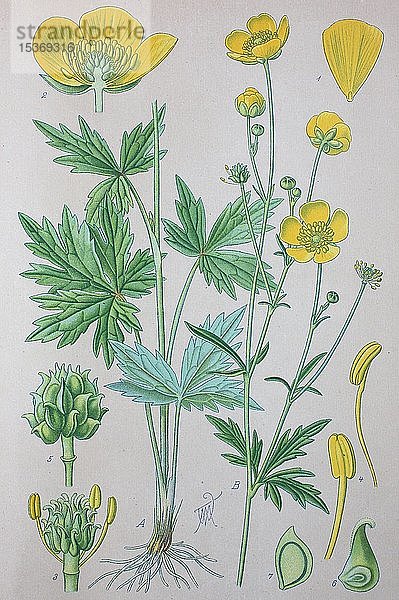 Hahnenfuß (Ranunculus acris)  historische Illustration von 1885  Deutschland  Europa