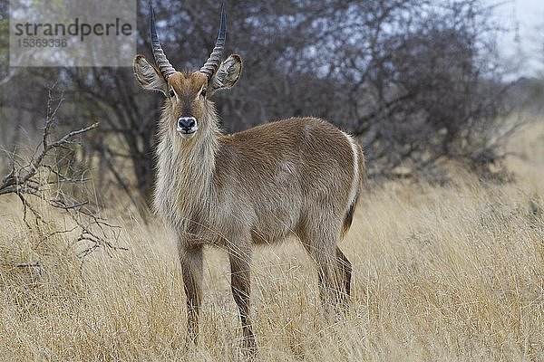 Gewöhnlicher Wasserbock (Kobus ellipsiprymnus)  erwachsenes Männchen im trockenen Grasland stehend  aufmerksam  Krüger-Nationalpark  Südafrika  Afrika