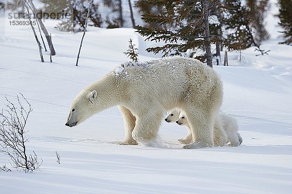 Eisbären (Ursus maritimus)  Muttertier mit zwei neugeborenen Tieren  die im Neuschnee laufen  Wapusk National Park  Manitoba  Kanada  Nordamerika