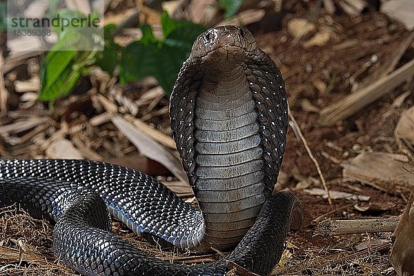 Javanische Speikobra (Naja sputatrix) Java  Indonesien  Asien