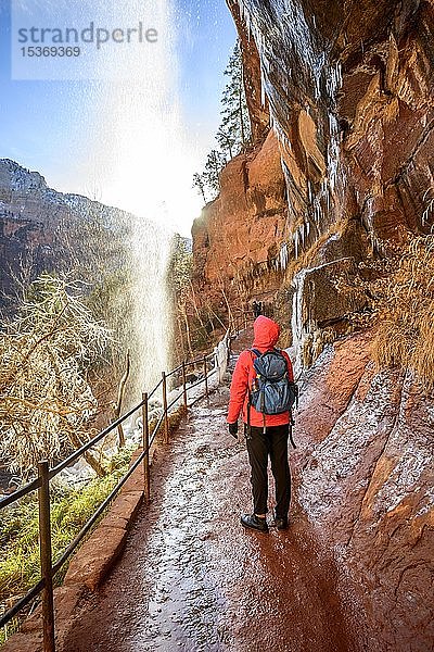 Wanderer vor Wasserfall  Wasser fällt von überhängendem Fels  vereister Wanderweg Emerald Pools Trail im Winter  Zion National Park  Utah  USA  Nordamerika