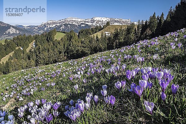 Blumenmeer  Wiese mit blühendem violettem Krokus (Crocus)  Berglandschaft  Rämisgummen  Emmental  Kanton Bern  Schweiz  Europa