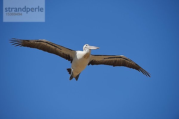 Australischer Pelikan (Pelecanus conspicillatus)  fliegend  Australien  Ozeanien