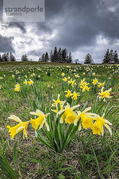 Blumenmeer mit blühenden gelben Narzissen (Narcissus) auf einer Wiese bei Gewitter  Tête de Ran  Vue de Alpes  Schweizer Jura  Kanton Neuenburg  Schweiz  Europa