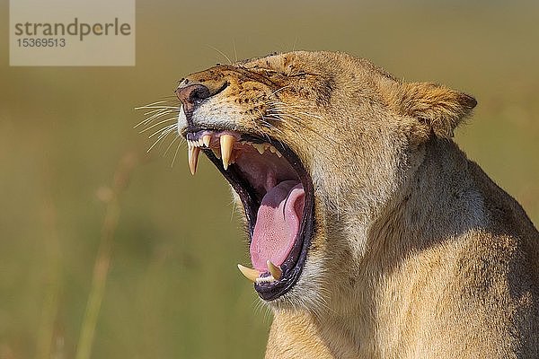 Löwin (Panthera leo) gähnend  Tierporträt  Masai Mara National Reserve  Kenia  Afrika