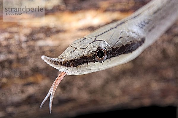 Nashorn-Klapperschlange (Gonyosoma boulengeri)  Tierporträt  in Gefangenschaft  Asien