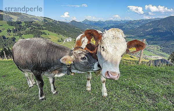 Zwei junge Kälber (Bos primigenius taurus) kuscheln auf einer Almwiese  Grauvieh und Braunvieh  Hochbrixen  Brixen im Thale  Tirol  Österreich  Europa