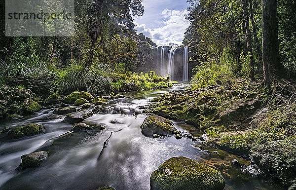 Wasserfall  Whangarei Falls  Fluss Hatea  Whangarei Falls Scenic Reserve  Northland  Nordinsel  Neuseeland  Ozeanien
