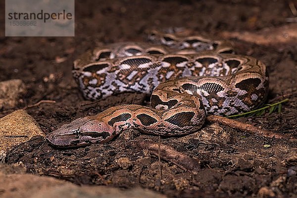 Madagassische Bodenboa (Acrantophis madagascariensis)  Schlangen am Boden  Nationalpark Nosy Hara  Madagaskar  Afrika