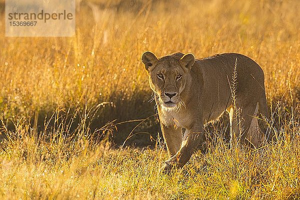 Löwin (Panthera leo) im hohen Gras  Masai Mara National Reserve  Kenia  Afrika