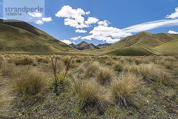 Büschelgras und Berge  breite Bergkette  Lindis Pass  Südliche Alpen  Otago  Südinsel  Neuseeland  Ozeanien