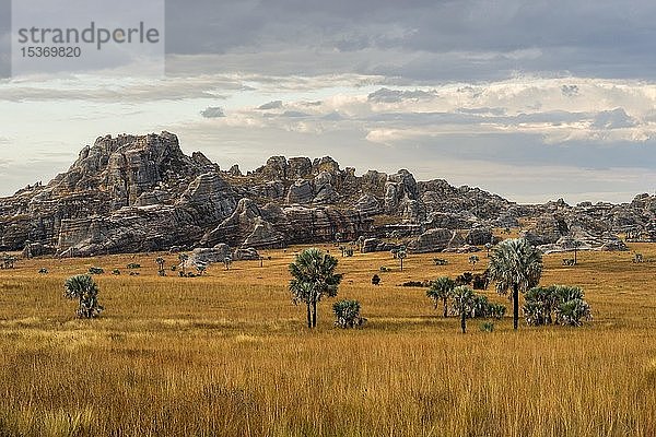 Landschaft mit Felsen und Bismarckpalmen (Bismarckia nobilis)  Isalo-Nationalpark  Madagaskar  Afrika