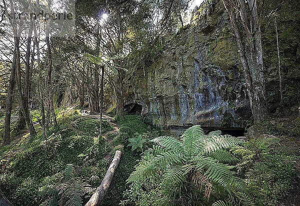 Wald mit Farnen  Eingang zu den Waipu-Höhlen  Northland  Nordinsel  Neuseeland  Ozeanien