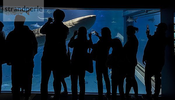 Silhouetten von Besuchern vor einem großen Aquarium mit Fischen  großer Walhai (Rhincodon typus) schwimmt vorbei  Osaka Aquarium Kaiyukan  Osaka  Japan  Asien