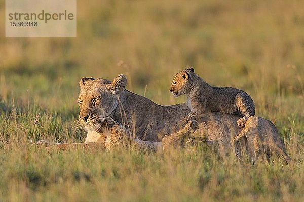Löwin (Panthera leo) mit Jungtieren  im Gras liegend  Masai Mara National Reserve  Kenia  Afrika