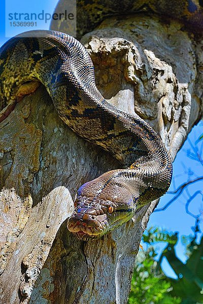 Netzpython (Malayopython reticulatus)  auf einem Baum  Sumatra