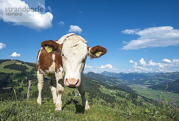 Ein junges Kalb (Bos primigenius taurus) auf einer Alm  Fleckvieh  Hochbrixen  Brixen im Thale  Tirol  Österreich  Europa