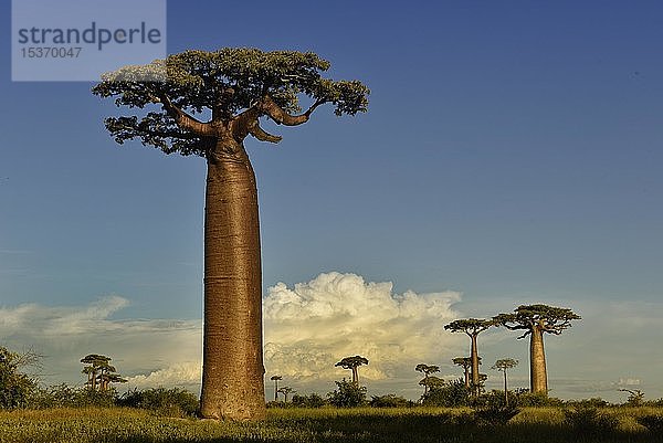 Baobab-Allee (Adansonia grandidieri) in West-Madagaskar  Madagaskar  Afrika