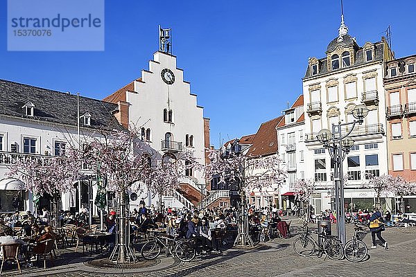 Stadtplatz mit blühenden Mandelbäumen  Landau in der Pfalz Deutsche Weinstraße  Rheinland Pfalz  Deutschland  Europa