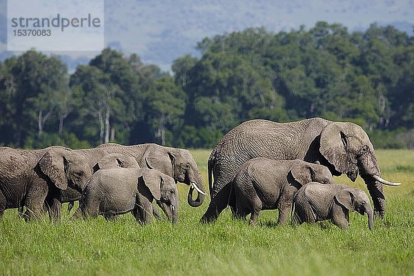 Afrikanische Elefanten (Loxodonta africana)  Herde  Erwachsene mit Jungen im grünen Gras  Masai Mara National Reserve  Kenia  Afrika
