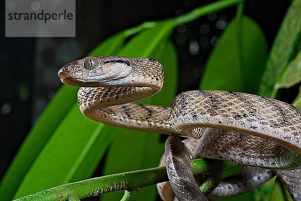 Braune Baumschlange (Boiga irregularis)  Nordsulawesi  Sulawesi