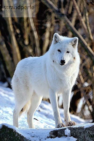 Polarwolf (Canis lupus arctos)  stehend im Schnee  in Gefangenschaft  Kanada  Nordamerika