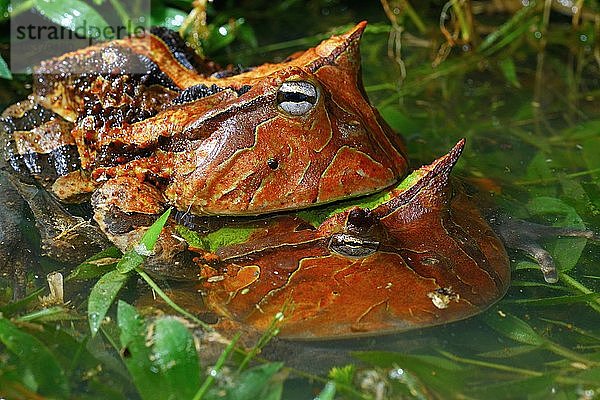 Amazonas-Hornfrösche (Ceratophrys cornuta)  Paarung im Wasser  Französisch-Guayana  Südamerika