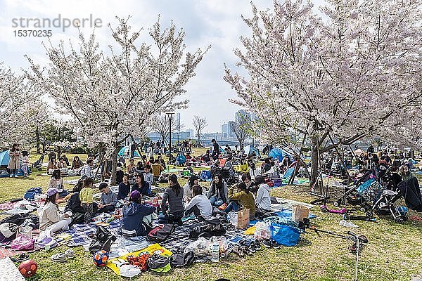 Japaner beim Picknick  Hanami-Fest  blühende Kirschbäume im Frühling  Stadt Koto  Tokio  Japan  Asien