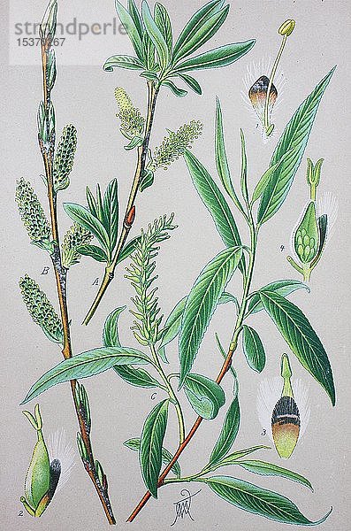 Purpurweide (Salix purpurea)  historische Illustration von 1885  Deutschland  Europa