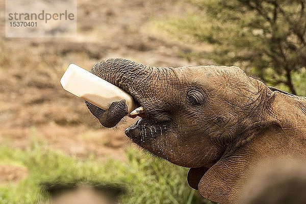 Junger Elefant (Loxodonta africana) trinkt aus einer Flasche  Sheldrick Elephant Orphanage  Elefantenwaisenhaus  Nairobi  Kenia  Afrika