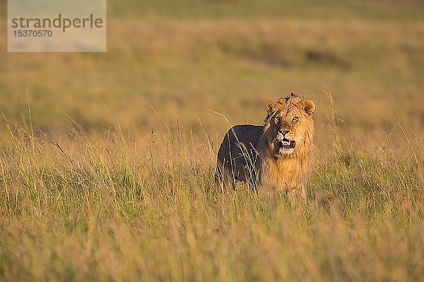Afrikanischer Löwe (Panthera leo)  Männchen stehend im hohen Gras  Masai Mara National Reserve  Kenia  Afrika