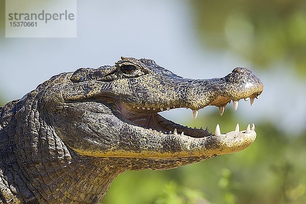 Yacare-Kaiman (Caiman yacare)  ruhend am Ufer mit geöffnetem Maul  Tierporträt  Pantanal  Mato Grosso  Brasilien  Südamerika