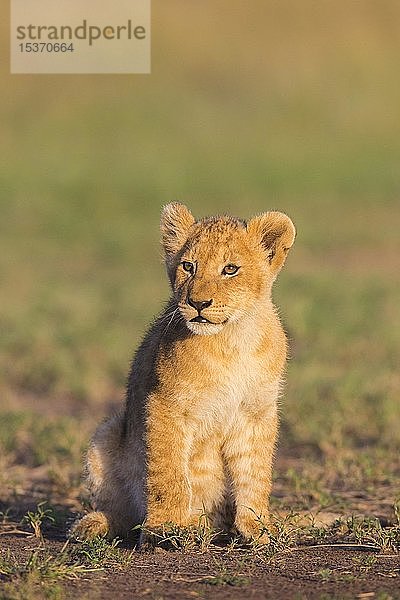 Löwenjunges (Panthera leo) sitzend  Masai Mara National Reserve  Kenia  Afrika