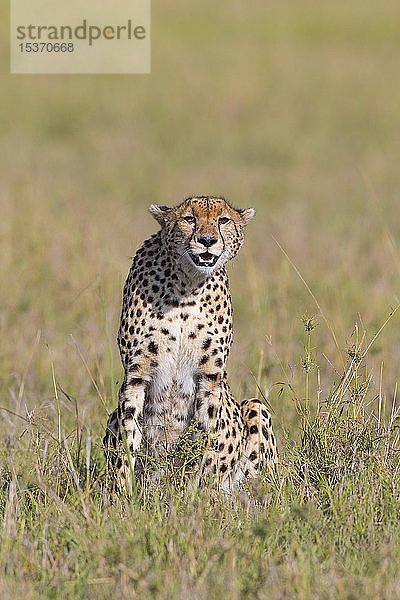 Gepard (Acinonyx jubatus)  Masai Mara National Reserve  Kenia  Afrika