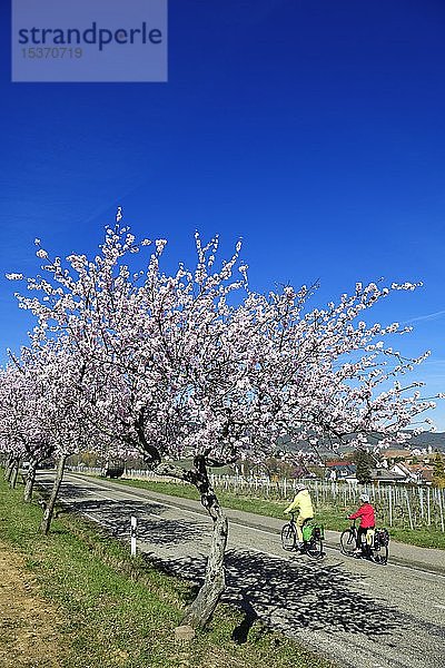 Radfahrer fahren durch einen blühenden Mandelbaum  Edenkoben  Pfälzer Mandelpfad  Deutsche Weinstraße  Rheinland-Pfalz  Deutschland  Europa