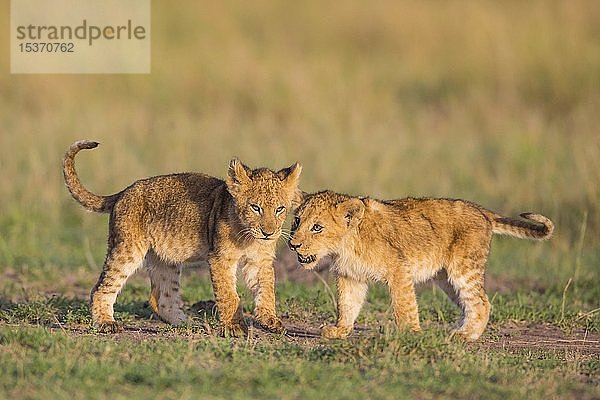 Zwei Löwenjunge (Panthera leo) spielen im Gras  Masai Mara National Reserve  Kenia  Afrika