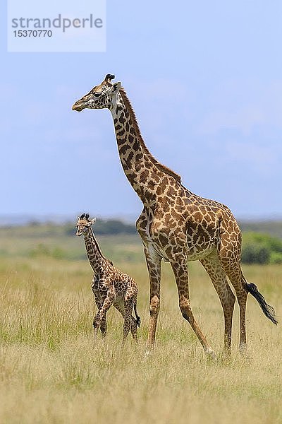 Masai-Giraffe (Giraffa camelopardalis tippelskirchi)  Weibchen mit Kalb in der Savanne  Masai Mara National Reserve  Kenia  Afrika