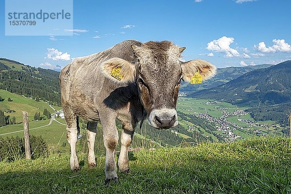 Junges Kalb (Bos primigenius taurus) auf einer Bergweide  Braunvieh  Hochbrixen  Brixen im Thale  Tirol  Österreich  Europa