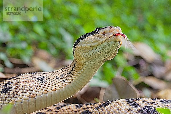 Schwarzkopf-Bushmaster (Lachesis melanocephala) Costa Rica