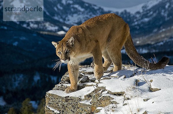 Berglöwe (Puma concolor) in den Bergen bei Schnee  Montana  USA  Nordamerika
