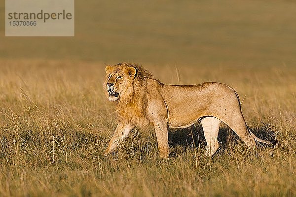 Afrikanischer Löwe (Panthera leo)  Männchen läuft im hohen Gras  Masai Mara National Reserve  Kenia  Afrika