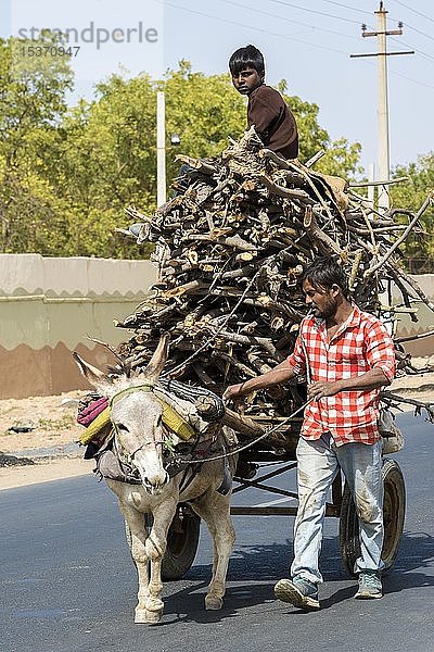 Mann und Junge transportieren Brennholz mit einem Eselskarren  Gujarat  Indien  Asien