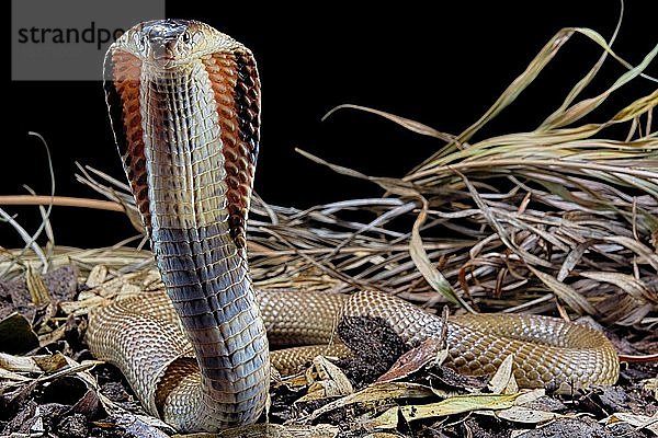 Monokelkobra (Naja kaouthia)  in Gefangenschaft  Asien