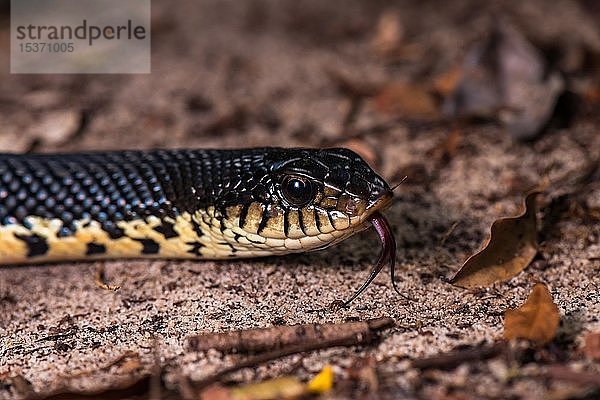 Madagassischer Riesenschnabeligel (Leioheterodon madagascariensis)  schnalzende Zunge  Tierporträt  Ankarafantsika-Nationalpark  Madagaskar  Afrika