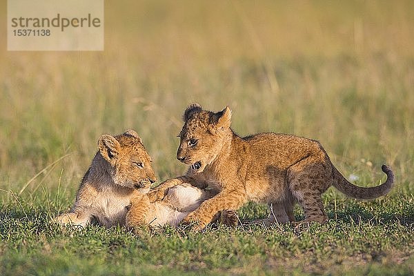 Zwei Löwenjunge (Panthera leo) spielen im Gras  Masai Mara National Reserve  Kenia  Afrika