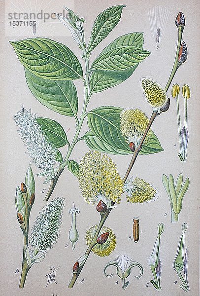 Ziegenweide (Salix caprea)  historische Illustration von 1885  Deutschland  Europa