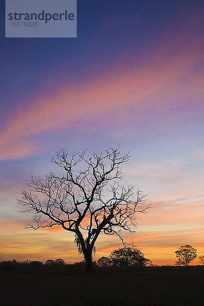 Baumsilhouette bei Sonnenuntergang  Pantanal  Brasilien  Südamerika