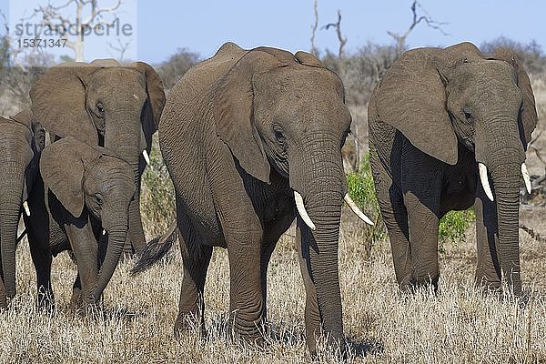 Afrikanische Buschelefanten (Loxodonta africana)  Elefantenkühe mit Jungtieren  die auf trockenem Gras laufen  Krüger-Nationalpark  Südafrika  Afrika